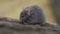 Wild Wood mouse resting on the root of a tree on the forest floor.