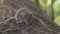 Wild wood mouse sitting on the forest floor