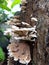 Wild wood mushroom with a beautiful and unique shape on a sunny day