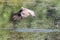 Wild Wood pigeon or Columba palumbus in water of pond