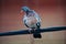 Wild wood pigeon stand on electric wire while the wind blows