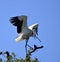 Wild wood stork with twig