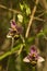 Wild Woodcock orchid flowers - Ophrys picta