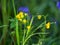 Wild woodland Flowers