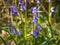 Wild woodland Flowers Bluebells