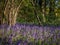 Wild woodland Flowers Bluebells