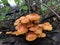 Wild Woodland Fungi on Tree