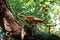 Wild Woodland Mushrooms on Oak Branch