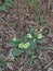 Wild woodland Primrose (Primula Vulgaris).