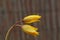 Wild or woodland tulip flowers, Tulipa sylvestris