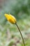 Wild woodland tulip, Tulipa sylvestris, bud of yellow flower