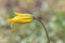 Wild woodland tulip, Tulipa sylvestris, budding yellow flower