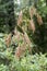 Wild Woolgrass - Scirpus cyperinus