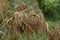 Wild Woolgrass - Scirpus cyperinus