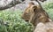 Wild Wounded African Lion Panthera leo Resting in the Bushes