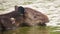 Wild wounded tapir crossing a river