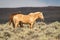 Wild Wyoming Mustang on the High Plains