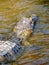 Wild yacare (crocodile / caiman) in a river of Pantanal area, Br