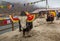 Wild yak animals used for tourist ride near Tsomgo Changu lake, East Sikkim India.