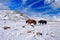 Wild yak, Bos mutus, large bovid native to the Himalayas, winter mountain codition, Tso-Kar lake, Ladakh, India. Yak from Tibetan