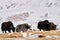 Wild yak, Bos mutus, large bovid native to the Himalayas, winter mountain codition, Tso-Kar lake, Ladakh, India. Yak from Tibetan