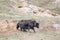 Wild yak,bos mutus in mud bath