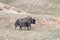 Wild yak, bos mutus in qinghai