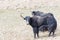 Wild yak closeup in nature reserve