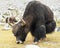 Wild yak in Himalaya mountains. India, Ladakh