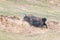 Wild yak in mud bath