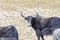 Wild yak in qinghai nature reserve