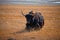 Wild Yak runs towards the steppe in the mountain