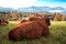 Wild yaks in the pasture