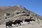 Wild yaks walking through the Tibetan plateau.