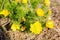 Wild yellow adonis flower