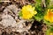 Wild yellow adonis flower