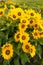 Wild yellow balsamroot flowers in Spring