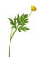 Wild yellow buttercup flower on white