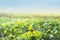 Wild yellow buttercups against sky