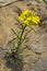 Wild Yellow Cascade Wallflower growing out of Rock