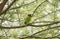 Wild Yellow-collared Lovebird Agapornis personatus Perched in a Tree