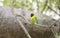 Wild Yellow-collared Lovebirds Agapornis personatus Perched in a Tree