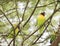 Wild Yellow-collared Lovebirds Agapornis personatus Perched in a Tree