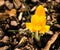 A Wild Yellow Crocus Wildflower on the Forest Floor