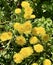 Wild Yellow Dandelion Weed Flowers