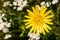 Wild Yellow Flower Hieracium Hairy Hawkweed on Green Meadow