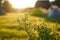 Wild yellow flower in sunrise and touristic tents in background