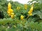 Wild Yellow Flowers