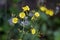 Wild yellow flowers, Crepis japonica, on garden, Rio