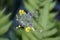 Wild yellow flowers, Crepis japonica, Rio